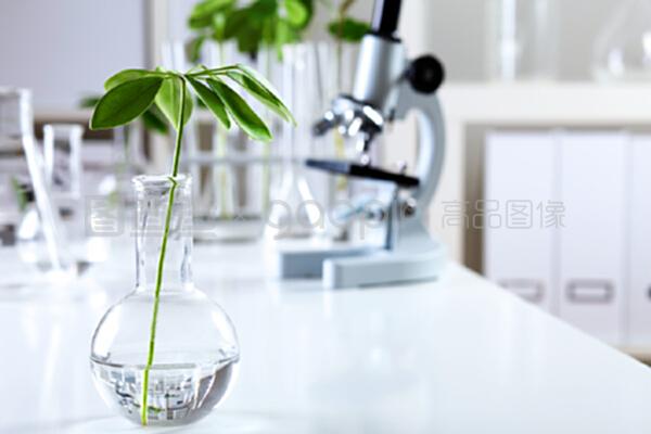 生物學實驗室中的綠色植物 自然科學研究的綠色引擎